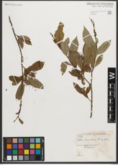 Foto von Salix serissima (L. H. Bailey) Fern.